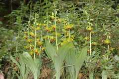 Calanthe tricarinata